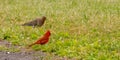 red male cardinal and mourning dove standing in grass Royalty Free Stock Photo