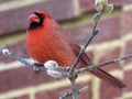 Red Male Cardinal Perched on a Twig Royalty Free Stock Photo
