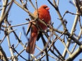 Red Male Cardinal Perched on a Twig Royalty Free Stock Photo