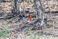 Red male cardinal perched on twig Royalty Free Stock Photo