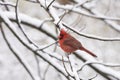 Red male cardinal Royalty Free Stock Photo