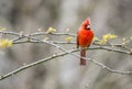 A red male Cardinal sits on a branch.