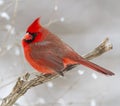 Red Male Cardinal sitting on a branch with falling white snow in the background Royalty Free Stock Photo