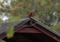 Red Male Cardinal Standing on Red Barn Staring at the Camera Royalty Free Stock Photo