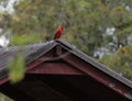Red Male Cardinal Standing on Red Barn Royalty Free Stock Photo
