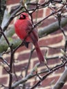Red Male Cardinal Waiting for Spring in February Royalty Free Stock Photo