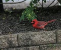 Red Male Cardinal Walking Across Bricks Royalty Free Stock Photo