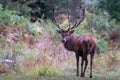 Red male deer with antlers, photographed in rutting season in a forest near Lyndhurst, New Forest, Hampshire UK. Royalty Free Stock Photo