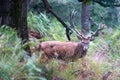 Red male deer with antlers, photographed in rutting season in a forest near Lyndhurst, New Forest, Hampshire UK. Royalty Free Stock Photo