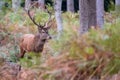 Red male deer with antlers, photographed in rutting season in a forest near Lyndhurst, New Forest, Hampshire UK. Royalty Free Stock Photo