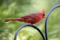 Red male Northern Cardinal Bird, Athens Georgia USA Royalty Free Stock Photo