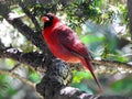 Red Male Northern Cardinal Bird Perched On A Branch In The Forest Royalty Free Stock Photo