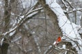 Red male Northern Cardinal perched on a snow covered tree Royalty Free Stock Photo