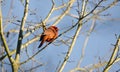 Red male Northern Cardinal songbird, Georgia, USA Royalty Free Stock Photo