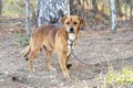 Red male retriever mix dog outside on leash Royalty Free Stock Photo