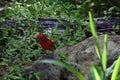 A red male Summer Tanager bird.