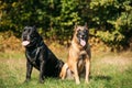 Red Malinois Dog And Black Cane Corso Dog Sitting Together In Grass. Big Dog Breeds