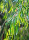 Red mallee plant in spring