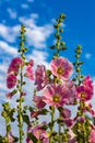 red mallow flower against the blue sky in summer Royalty Free Stock Photo