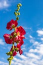 red mallow flower against the blue sky in summer Royalty Free Stock Photo