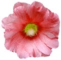 Red Mallow flower on a white isolated background with clipping path. On the petals with raindrops. For design. Closeup. Royalty Free Stock Photo