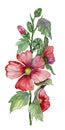 Red malva flowers on a stem with green leaves and buds. Fresh mallows isolated on white background. Watercolor painting. Royalty Free Stock Photo