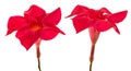 Red mandevilla flowers