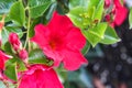 red Mandevilla laxa flower, commonly known as Chilean jasmine plant