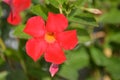 Red Mandevilla or rocktrumpet vine flowers close up