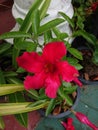 Red Mandevilla or rocktrumpet vine flower