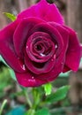 The red mangosteen rose symbolizes love and beauty. This color symbolizes loyalty, love and eternal beauty.