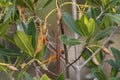 Red Mangrove - Florida Coastal Plants Royalty Free Stock Photo