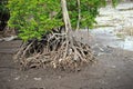 Red Mangrove Roots Royalty Free Stock Photo