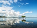 Red mangrove in shallow bay