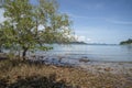 Red Mangrove tree at sea shore during day time with blue sea at Chang Island Royalty Free Stock Photo