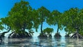 Red mangroves on Florida coast 3d rendering Royalty Free Stock Photo