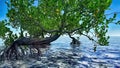 Red mangroves on Florida coast 3d rendering Royalty Free Stock Photo