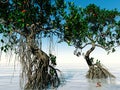 Red mangroves on Florida coast 3d rendering Royalty Free Stock Photo