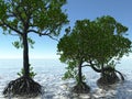 Red mangroves on Florida coast 3d rendering