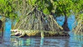 Red mangroves on Florida coast 3d rendering Royalty Free Stock Photo