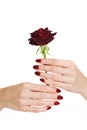 Red manicure and rose