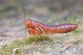 Red mantis nymph