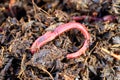 Red manure worm for fishing against the backdrop of the dung heap