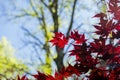 Red Mapel leaf