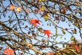 Red maple acer leaves in autumn Royalty Free Stock Photo