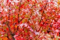 Red maple, Acer rubrum