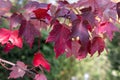 Red maple, Acer rubrum, autumn view