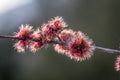 Red Maple spring flowering buds macro closeup selective focus