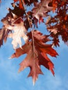 Red maple at autumn