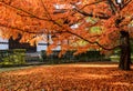 Autumn red color leaves at Tofukuji temple in Kyoto, Japan Royalty Free Stock Photo